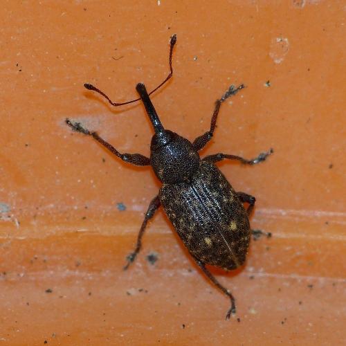 Notaris sp.